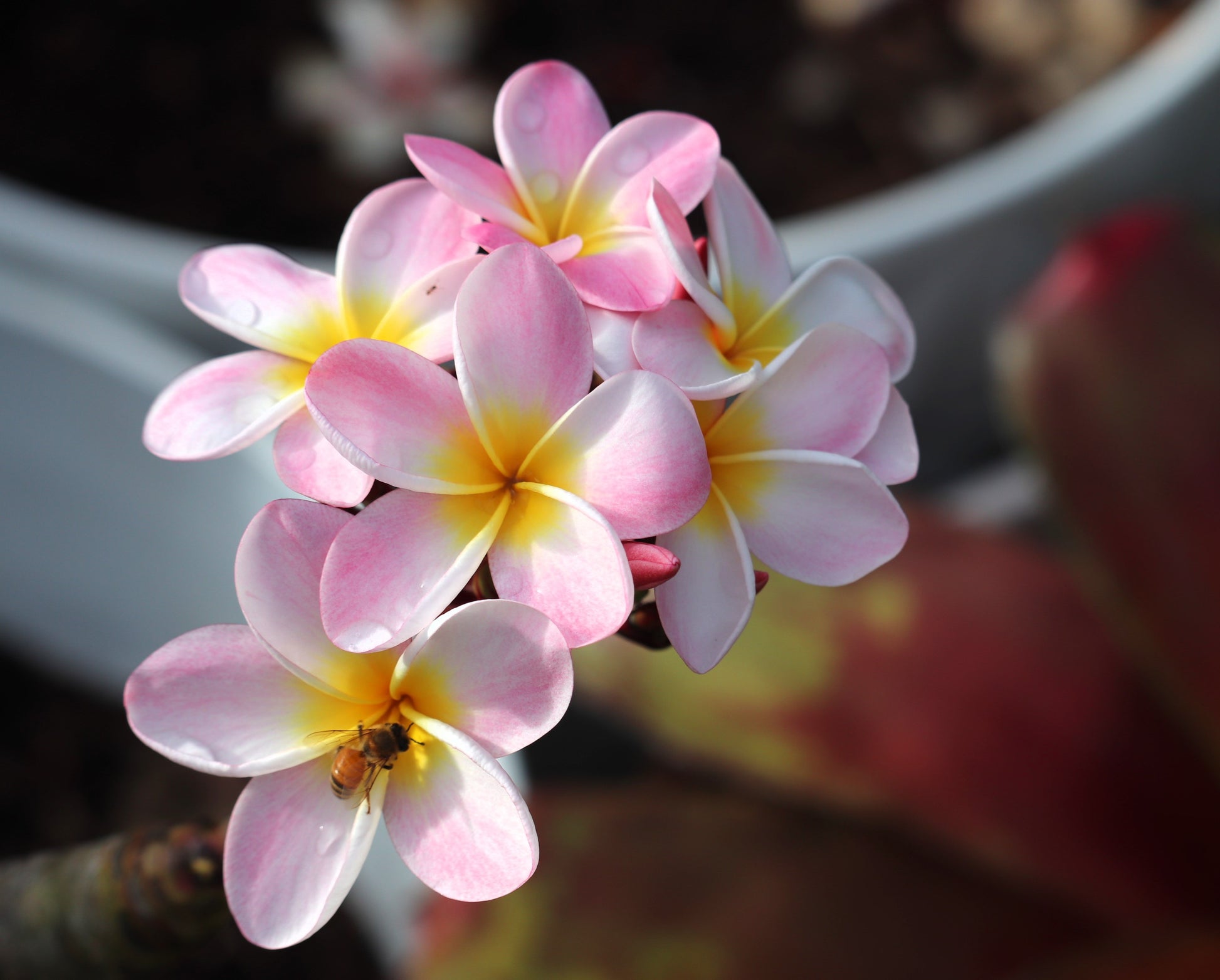 Rain on Plumeria - Monk's Candle Bar